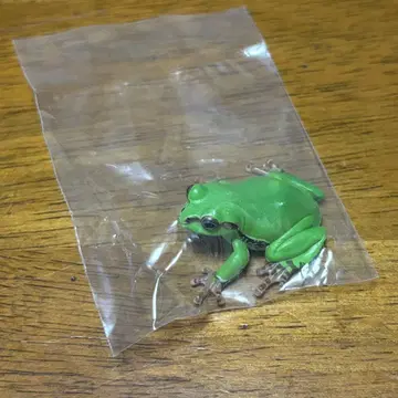 네이처 테크니컬러 일본의 생물 02 일본청개구리 미개봉 새상품