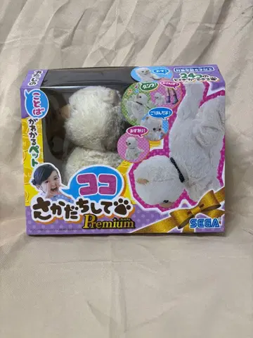 코코 물구나무 서기 Premium 포메라니안