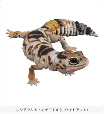 생물대도감 어드밴스 SELECTED EDITION 니시아프리카 도마뱀붙이