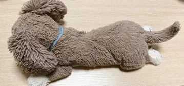 단종 산레몬 무릎 강아지 미니어처 닥스훈트