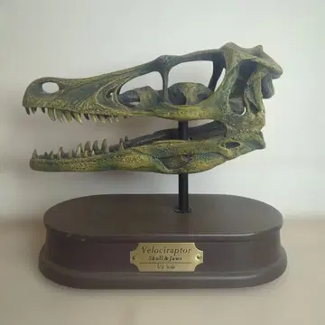 FAVORITE 페버릿 베로키랍토르 스컬&조스 1/1