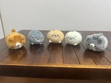 고양이형 봉제 인형 5개 세트