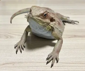 비어디드래곤 1번 복권 피규어 (상자 없음)