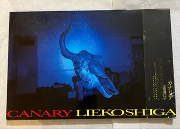 시가 리에코 Canary 카나리아