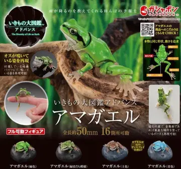 생물대도감 어드밴스 청개구리 세트