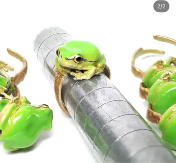 Nina 청개구리 반지 프리 사이즈