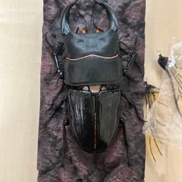 생물대도감 어드밴스 사슴벌레 02 오오쿠와가타