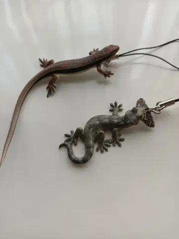 네이처 테크니컬러 도마뱀 도마뱀