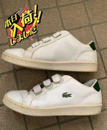 Lacoste 화이트/그린 벨크로 스니커즈
