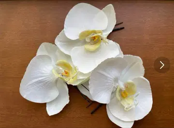 팔레놉시스 중 사이즈 미즈히키-금박 세트