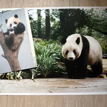 샹샹 블라인드 핑업 포스터 & 엽서