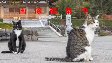 테나몬야 산도가사 폭소 걸작집 DVD-BOX[DVD]