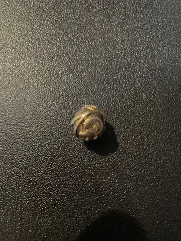 HECTIC 헤크틱 구체 목걸이 우라하라