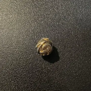 HECTIC 헤크틱 구체 목걸이 우라하라