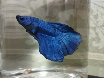 파란 베타 피규어