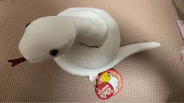 메이지 신궁 설날 헌혈 백사