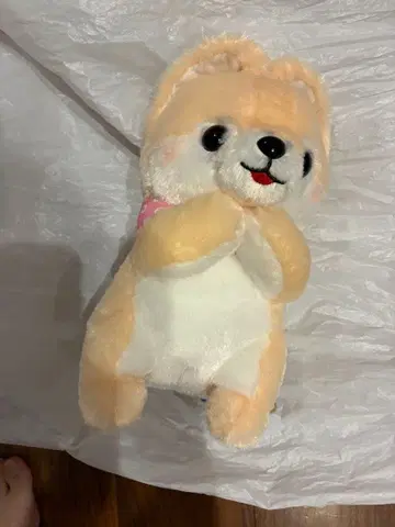 콩 시바견 봉제 인형