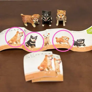 하시모토 미오 시바견 조각 브라운, 블랙, 시바견 (새끼) 브라운 3종
