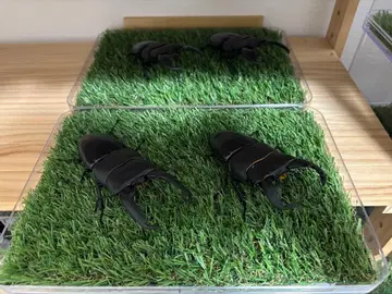 생물대도감 사슴벌레10 사슴벌레08 수마트라 파라완 다이오 히라타