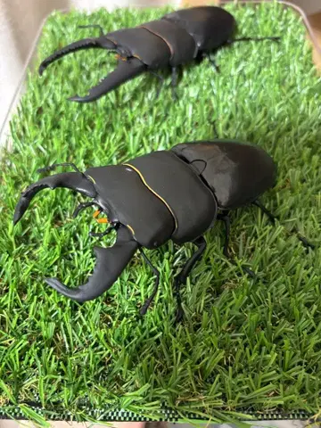 생물대도감 사슴벌레10 사슴벌레08 수마트라 파라완 다이오 히라타