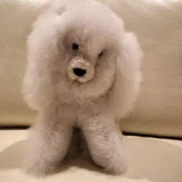 알파카털 푸들 약 30cm 화이트 클래스카