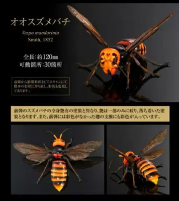 온라인판 생물대도감 어드밴스 말벌 02 오오말벌