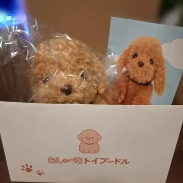 말하는 토이 푸들