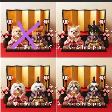 핸드메이드 오더 접수 (포메라니안, 치와와, 시바견, 토이 푸들)