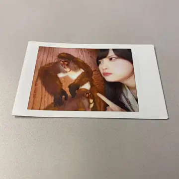 팬텀 시타 괴기 나비 사진집 이벤트 랜덤 폴라로이드 모나