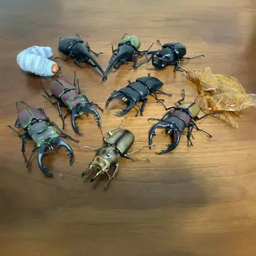 생물대도감 [레어] 톱사슴벌레 유충 사슴벌레 장수풍뎅이 세트