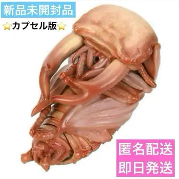 생물대도감 장수풍뎅이 10 오사슴벌레 (번데기) 번데기 미개봉 새상품