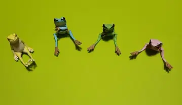 [ 무료배송 ] 앉는 개구리 4세트