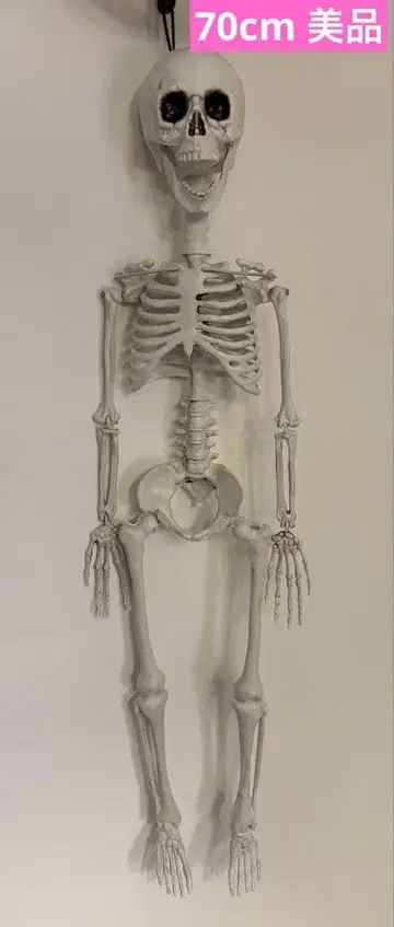 스켈레톤 피규어 해골 피규어 해골 초BIG 70cm