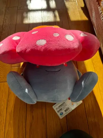 라플레시아 모찌후와 쿠션