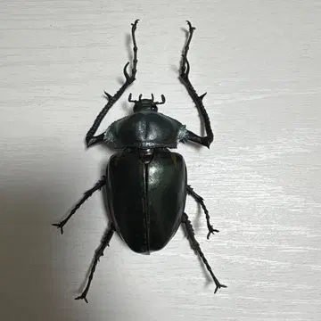 생물대도감 얀손테나가코가네