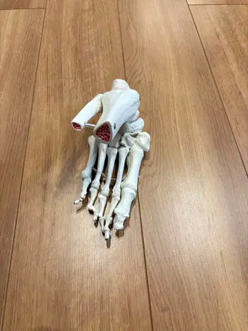 인체 모형 발 뼈 모형 발 관절 가동식 해부학 추나 요법 의료 학습용