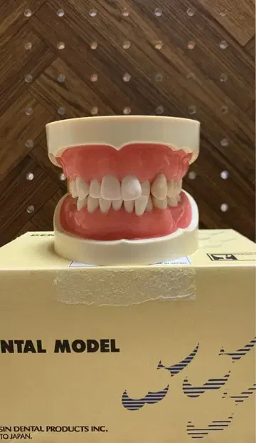 NISSIN 치과 모형, 칫솔질 지도용 리플렛 포함