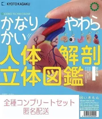 STC 상당히 부드러운 인체 해부 입체 도감 전 5종 세트 캡슐 토이
