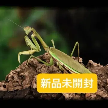 생물대도감 어드밴스 사마귀 (그린 컬러)