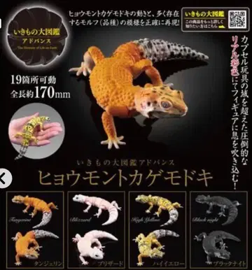 생물대도감 어드밴스 레오파드 도마뱀 세트