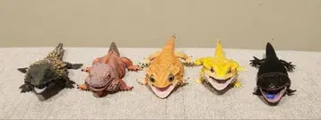 생물대도감 쁘띠 가챠 토카게 도마뱀 5종 세트