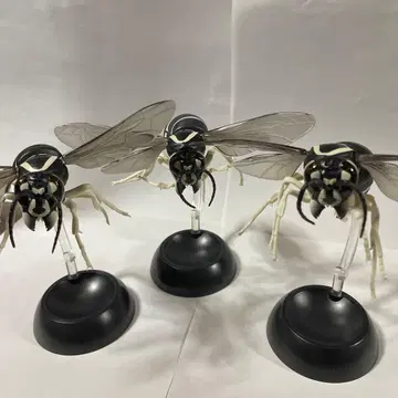 생물대도감 검정말벌 3체 세트
