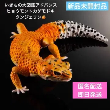 생물대도감 어드밴스 레오파드 게코 탱저린 미개봉 새상품