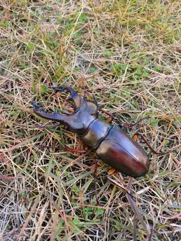 반다이 생물 대도감 사슴벌레 07 미야마 사슴벌레, 리페인트