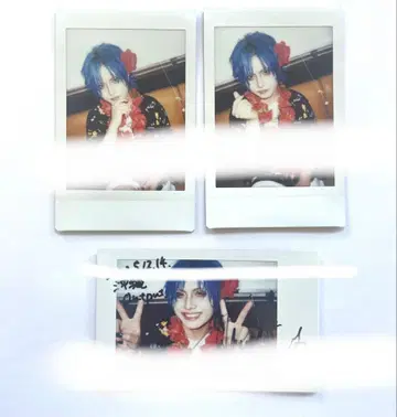 나방과 나비 소마 폴라로이드 세트