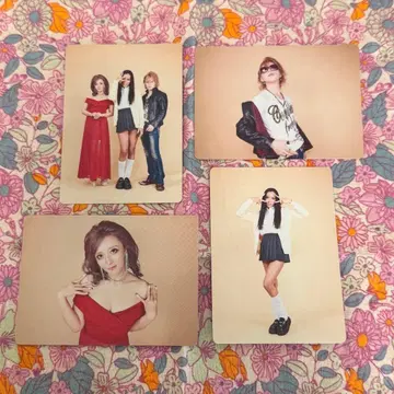 여왕벌 꿀벌 왕 24 컴프 세트 컴플리트