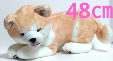 펠리시모 가을 아키타견 봉제 인형 리얼 YOU+MORE!