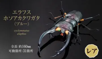 생물대도감 어드밴스 사슴벌레 02 에라푸스 호소아카사슴벌레 블루