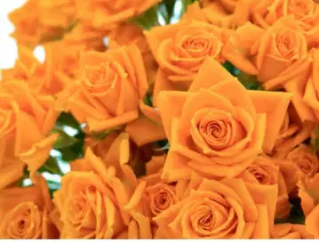 켄사마 트위드 원피스