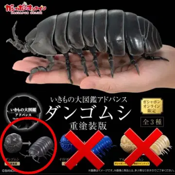 동글이 딱정벌레 중 페인팅판 온라인판 생물대도감 어드밴스 블랙